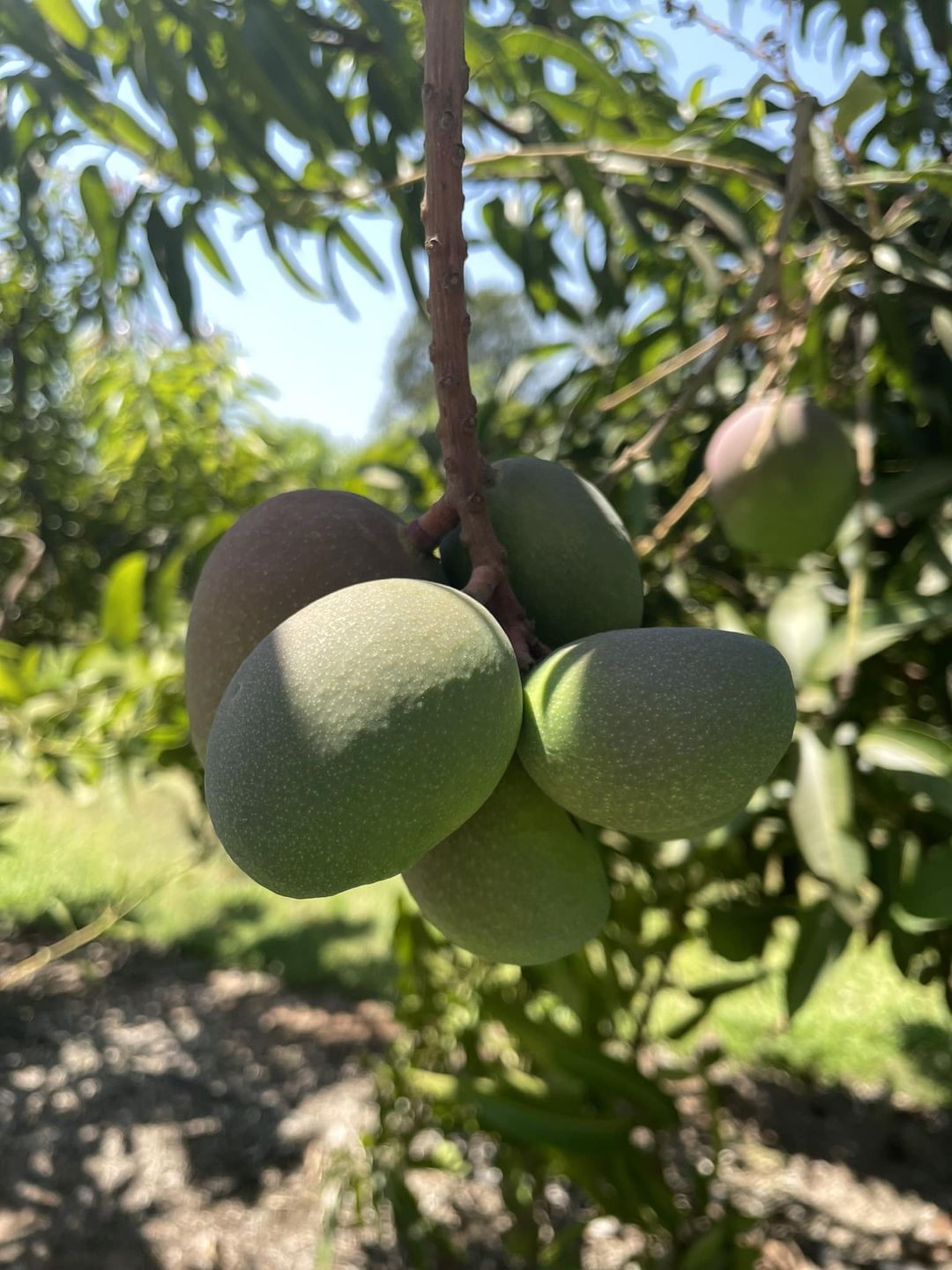 Mangoes are arriving SOON!